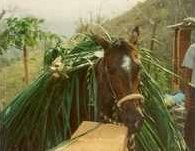 1994 Donkey - photo by Richard - La Manzanilla. Costa Alegre, Costalegre, Jalisco, Mexico.