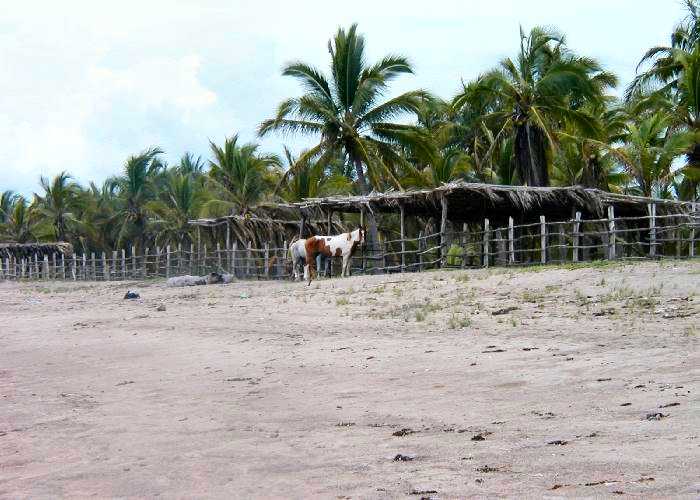 Mexico, Jalisco, Costa Alegre, La Manzanilla Beach page 13. The Ocean is behind me, There are two horses in the center of the photo (the white one and the Pinto) with the Pinto looking right at me. The horses are tied to a wood rail fence that goes all the way across the photo. There are a couple of light weight shade palapa's with Palm trees behind those 