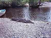 La Manzanilla Mexico Lagoon Photos - 01-03-02 Alligator - by Daniel - Costa Alegre, Costalegre, Jalisco.